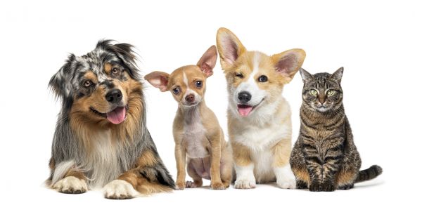 Tuscaloosa Pets