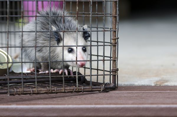 Tuscaloosa Wildlife Removal