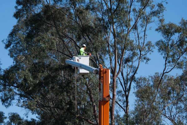 Tuscaloosa Tree Trimming
