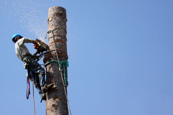 Tuscaloosa Tree Removal