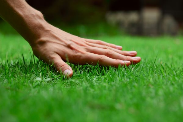 Tuscaloosa Lawn Treatment